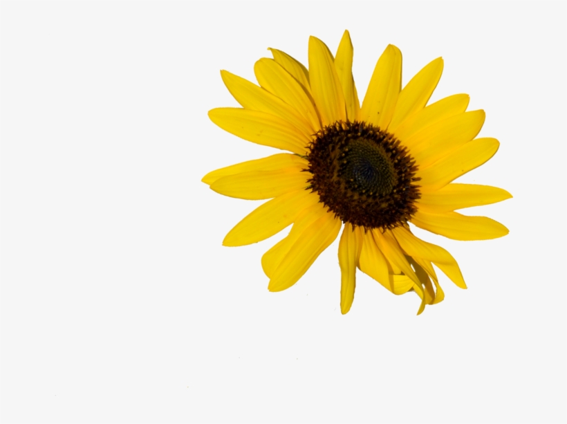 Sunflower - Yellow Flower Doodle Png, transparent png #378328