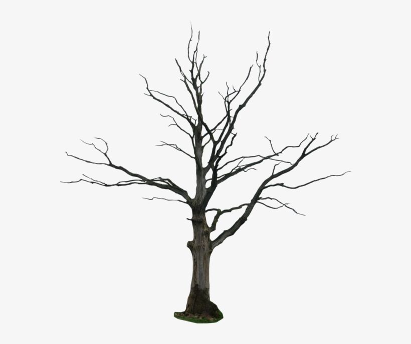 Dead Tree Drawing, transparent png #378335