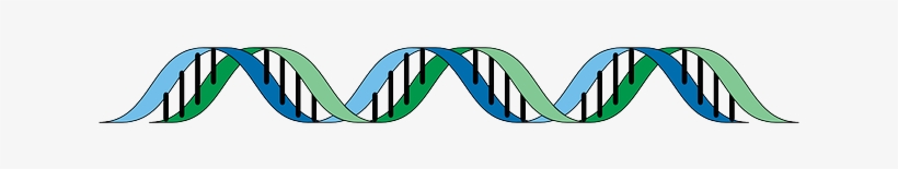 Dna Adn Y Arn Png Free Transparent Png Download Pngkey