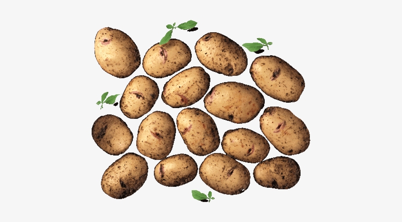 Kestrel - Russet Burbank Potato, transparent png #378844