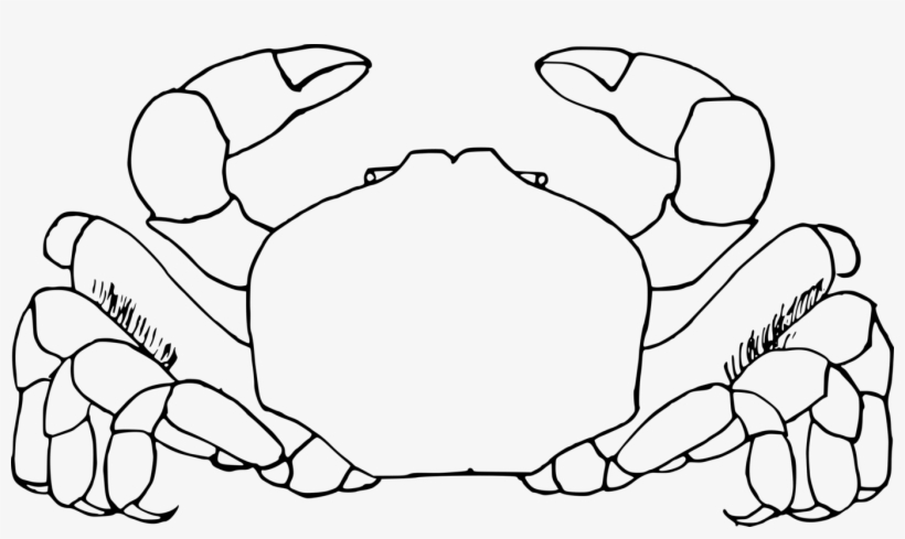 White Clipart Crab Ocean Animal Pictures Www Picturesboss - Clip Art - Free  Transparent PNG Download - PNGkey