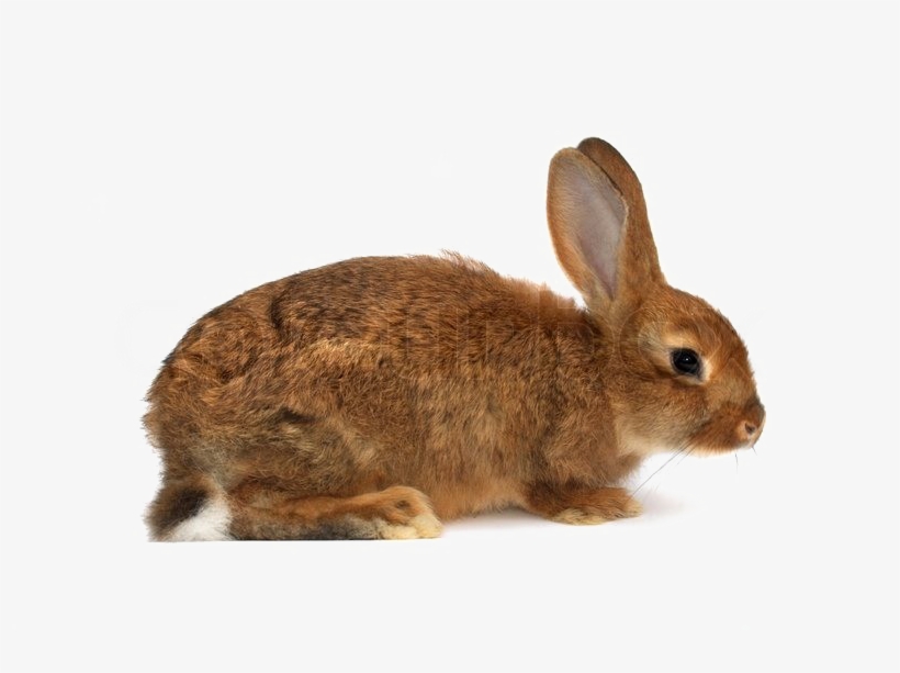 Brown Rabbit Png Download Image - Arabic Alphabet Alif Arnab, transparent png #379208