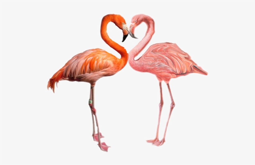 Flamingo Flamenco Ftestickers Tumblr Stickers - L'origine Des Espèces Au Moyen De La Sélection Naturelle:, transparent png #379857