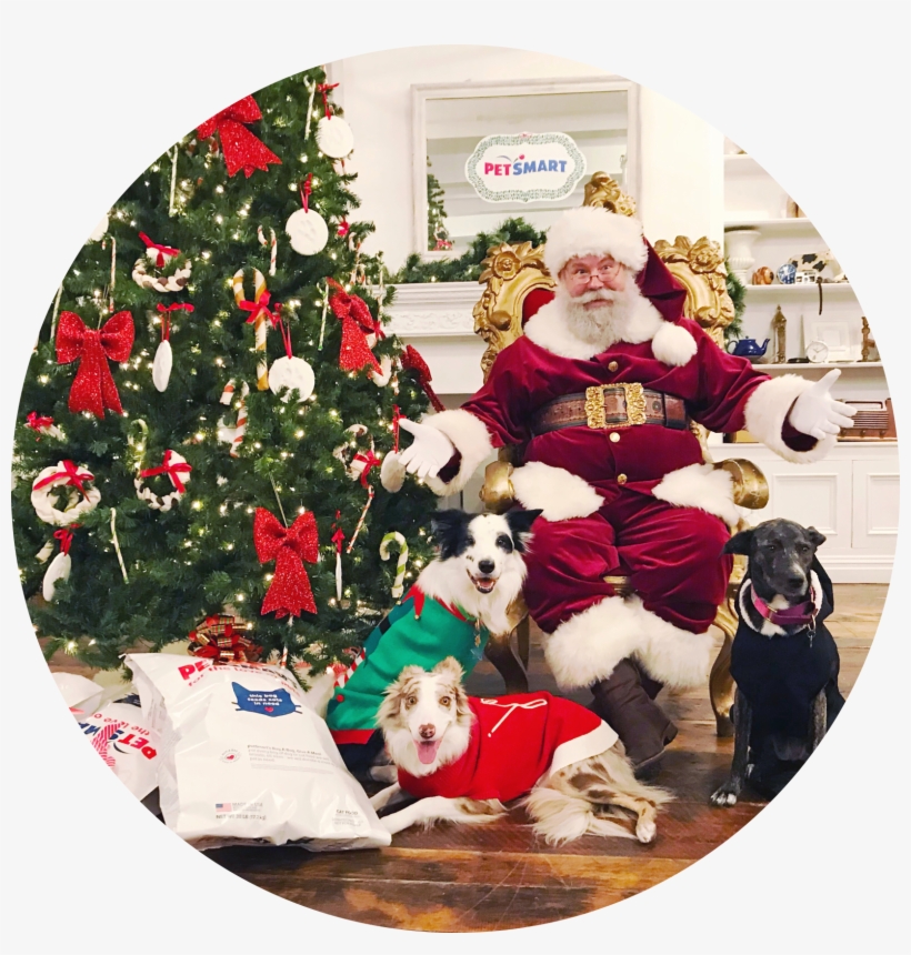 A Petsmart Christmas - Poodle, transparent png #3706470