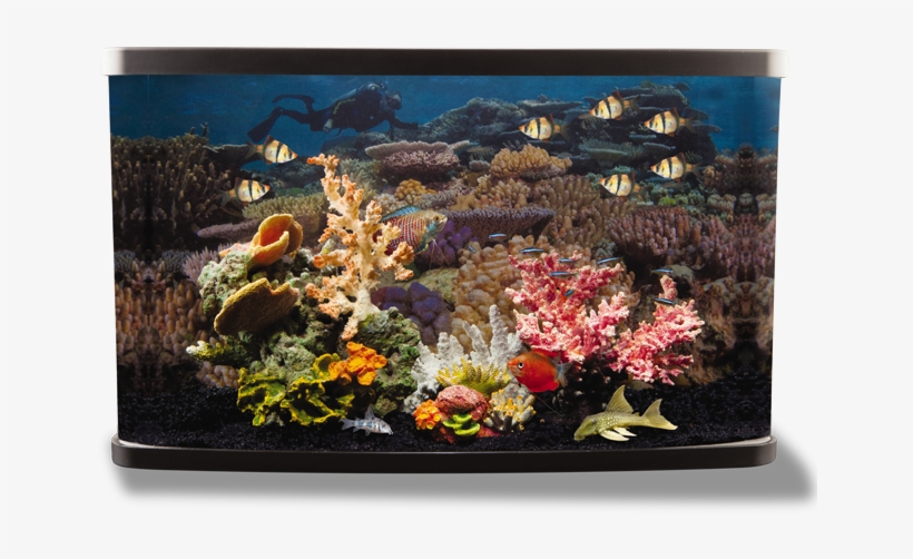 Coral - National Geographic, 3-d Lenticular Coral Aquarium, transparent png #3706516