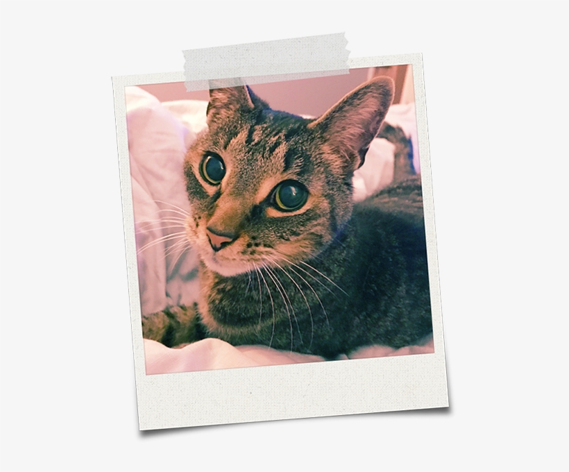 I Was Adopted From Petsmart As A Kitten - Tabby Cat, transparent png #3706563