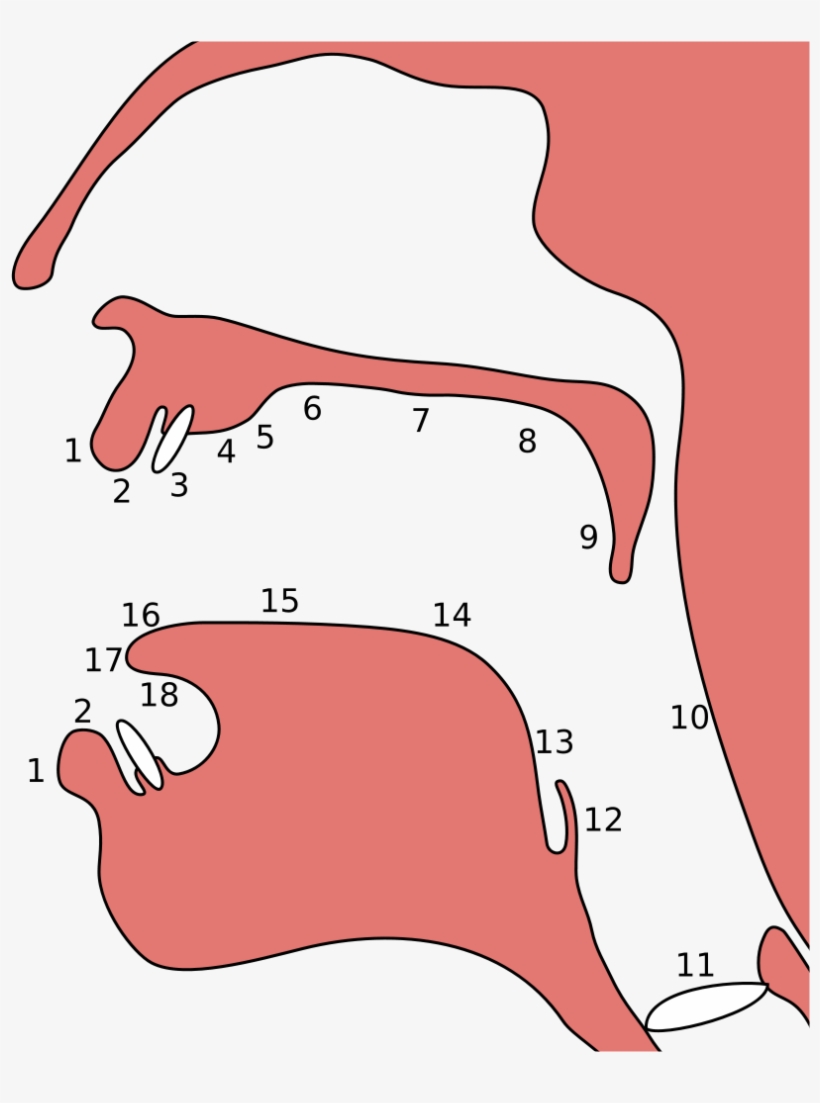 Width" - I - 796 - S - 6 - "height" - Place Of Articulation, transparent png #3713535