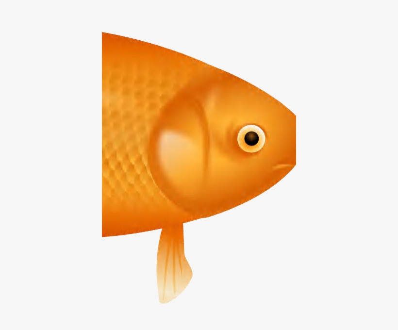 Example Image Of A Fish - Goldfish, transparent png #3714607