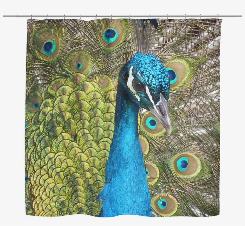 Peacock Shower Curtain Animales Pequeños, Aves, Amantes, - Peacock Tile Coaster, transparent png #3716055