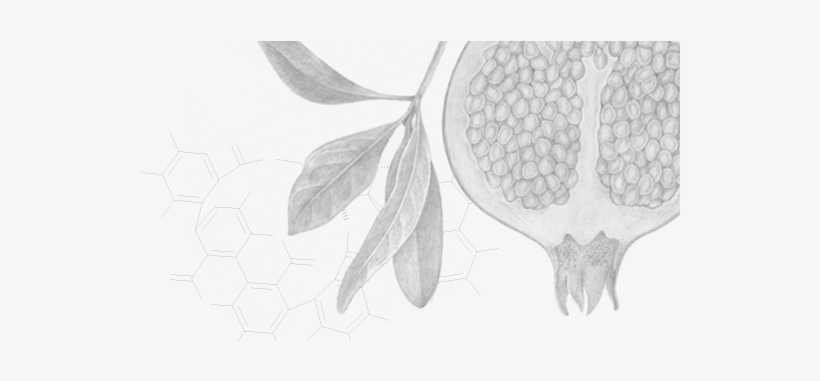 Pomegranate Seed Oil 80% Punicic Acid - Sketch, transparent png #3716577
