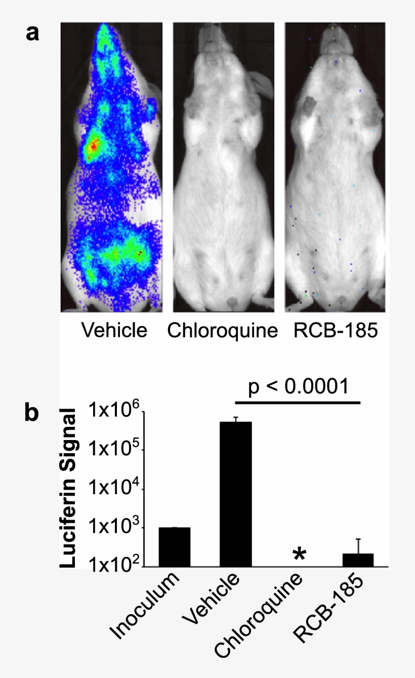 Rcb 185 Is Efficacious In A Mouse Model Of Malaria - Malaria, transparent png #3716578