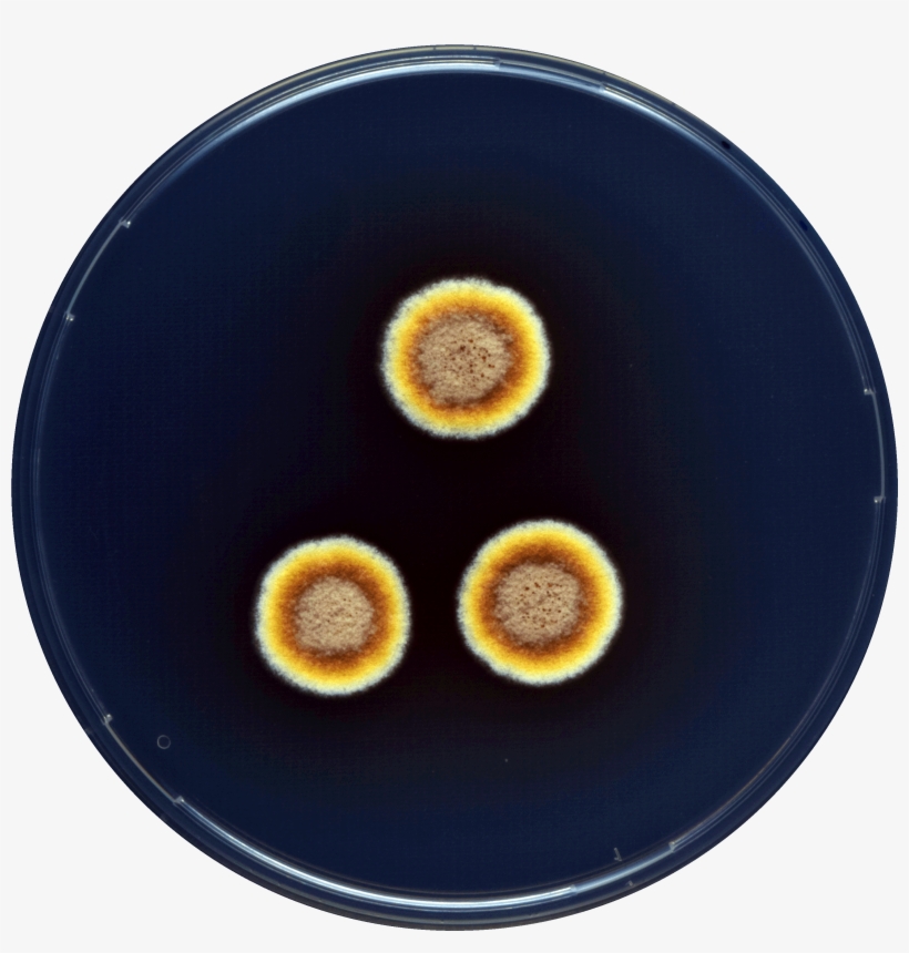 Aspergillus Zutongqii Cya - Circle, transparent png #3717427