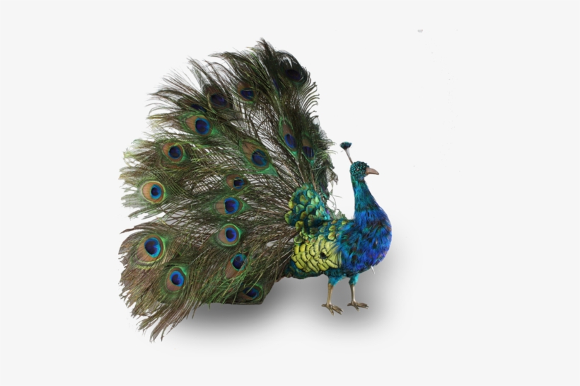 Peacock Automaton, By Roullet & Decamps - Antique Peacock Taxidermy, transparent png #3717540