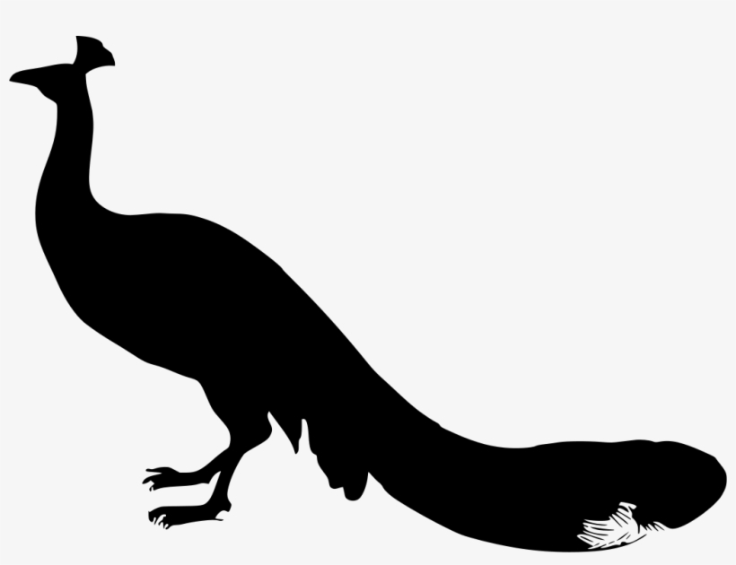Download Png - Peacock, transparent png #3717752