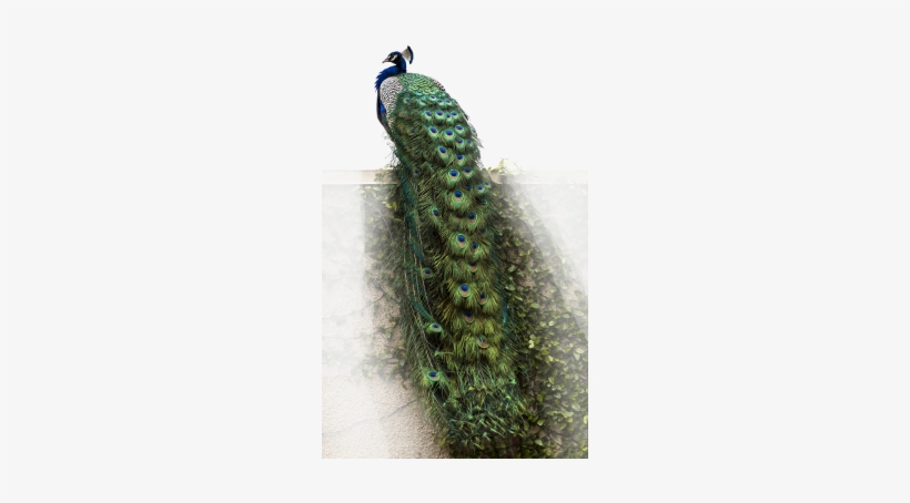 Peacock Bird Nature Foreground Background - Peacock Living Room Decorative Pvc Removable Wall Sticker, transparent png #3717755