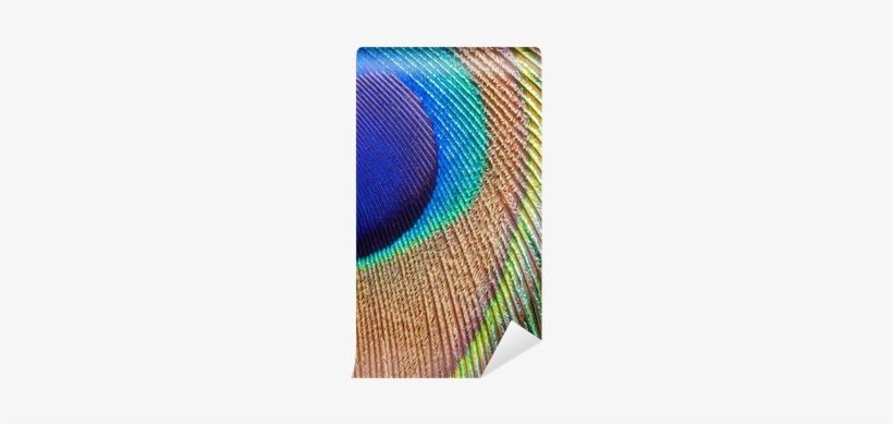 Peacock Feather Png Peacock Feather Closeup Vinyl Wall - Wall, transparent png #3717783