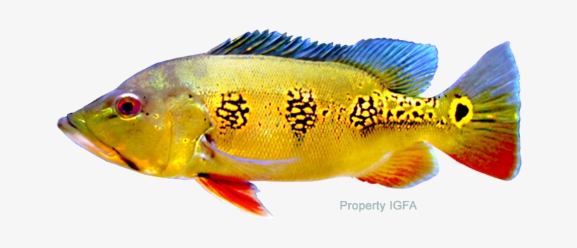 Orinoco Peacocks Can Be Distinguished From All Other - Peacock Fish Species, transparent png #3717886