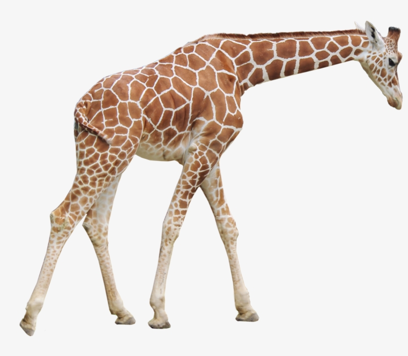 Giraffe Png Picture - Giraffe Png, transparent png #3719825