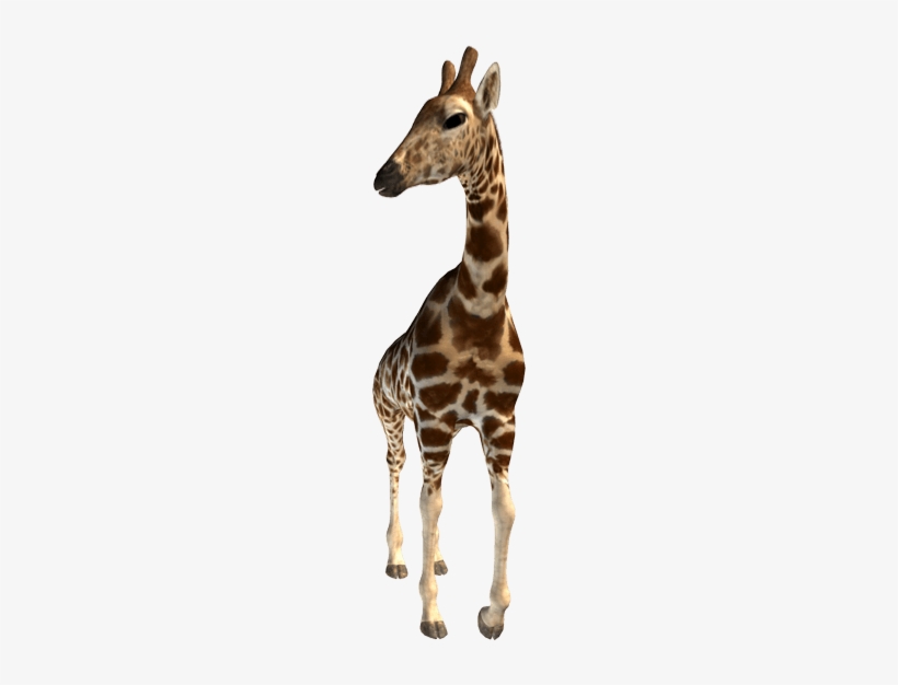 Giraffe - Giraffe With Transparent Background, transparent png #3719943