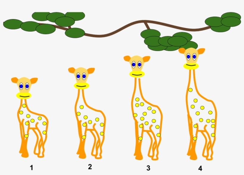 Lamarckian Inheritance- Giraffes - Lamarckism, transparent png #3719998