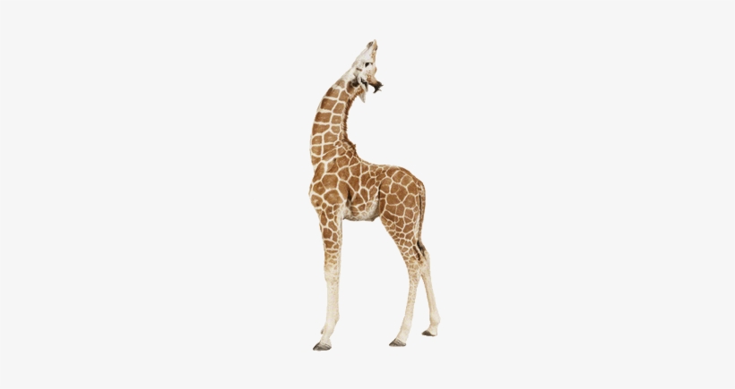 Giraffe Up - Baby Giraffe Png, transparent png #3720115