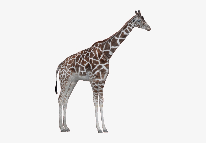 Rothschildgiraffeam - Giraffe Zoo Tycoon Png, transparent png #3720198
