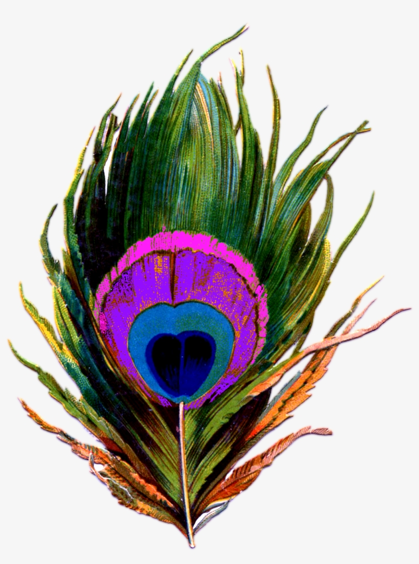 Peacock-feather Png - Png Mayur Pankh - Free Transparent PNG ...