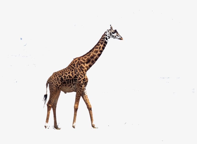 Christmas Giraffe Wallpaper Wallpapersafari - Ralph Lemon By David Velasco & Thomas J. Lax, transparent png #3720255
