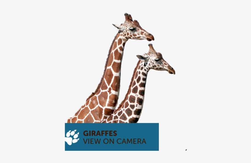 Giraffe, transparent png #3720287