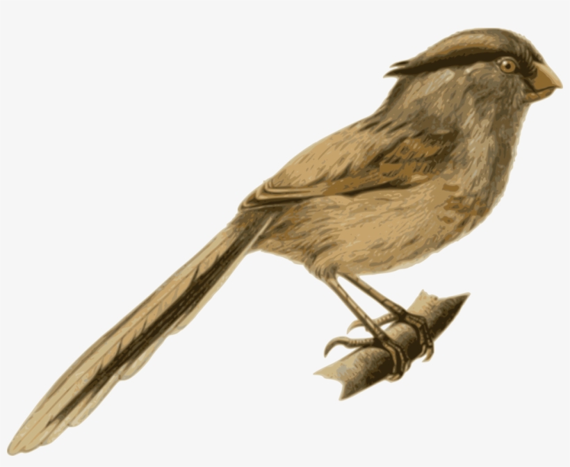 Bird Flight Feather Reed Parrotbill New World Warblers - Birds Sitting On A Branch Png, transparent png #3720313