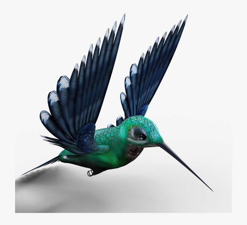 Hummingbird, Birds, Bill, Feather, Fly, Foraging - Hummingbird, transparent png #3720422