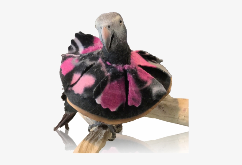 Leather Bird Collar - Birdcage, transparent png #3721173