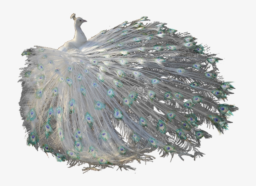 Gloria Dexter - Wwseven Peacock Crystal Diamond Painting Diy Resin, transparent png #3722080