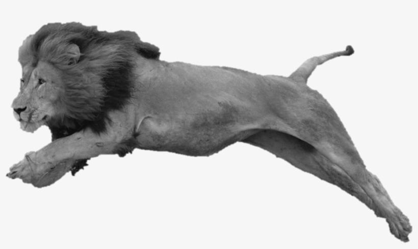 File History - Masai Lion, transparent png #3723522