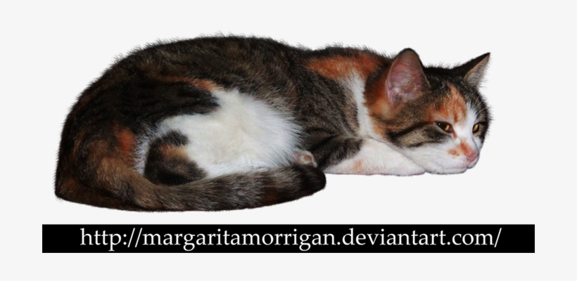 Tricolor Cat By Margarita-morrigan - Cat Png Deviantart, transparent png #3725878