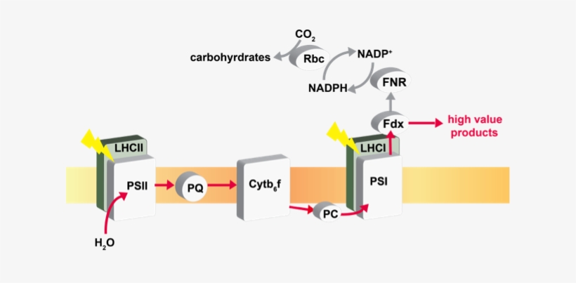 Specifically, We Aim To Re-direct Photosynthetic Electron - Diagram, transparent png #3726828