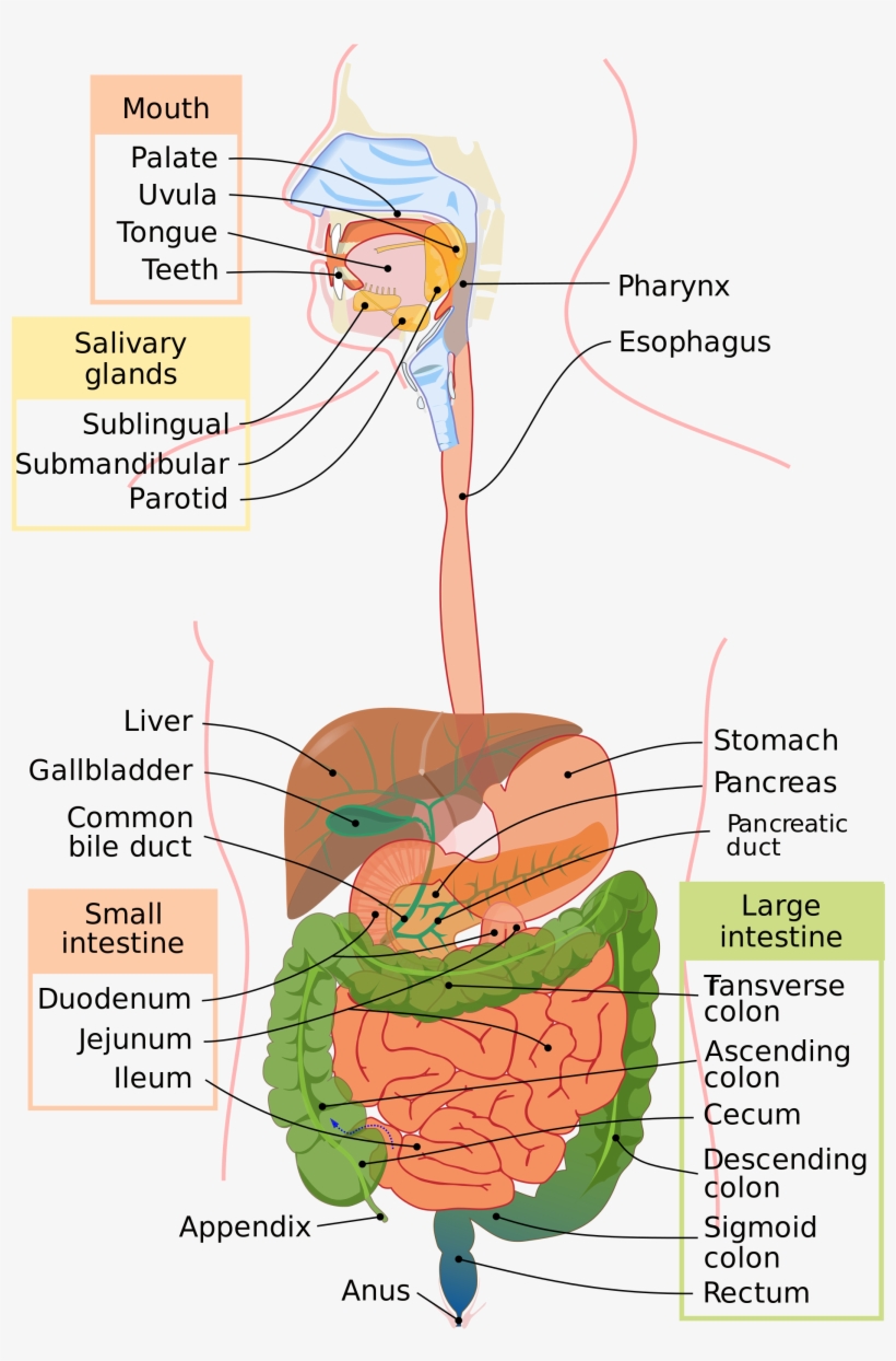 Open - Human Digestive System In Tamil, transparent png #3728369