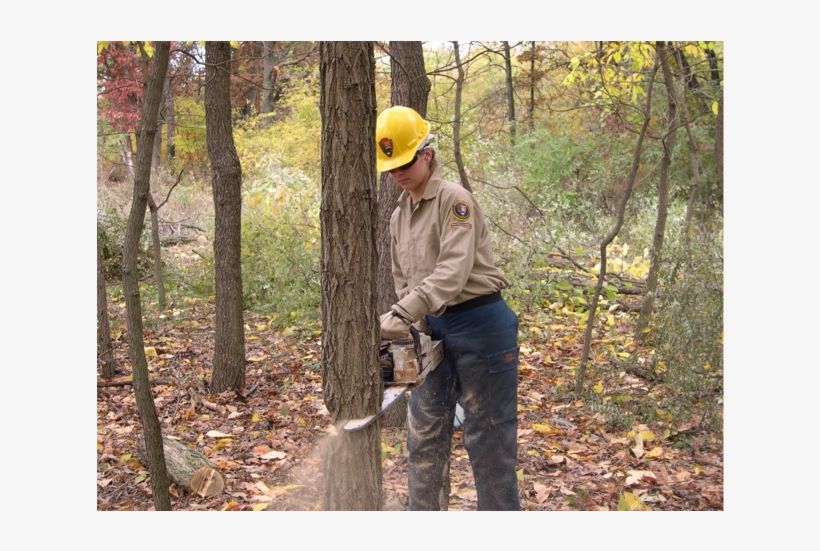 Which Can Cause Many Animals To Die, And Then It Will - Cutting Down Tree Forest, transparent png #3731914