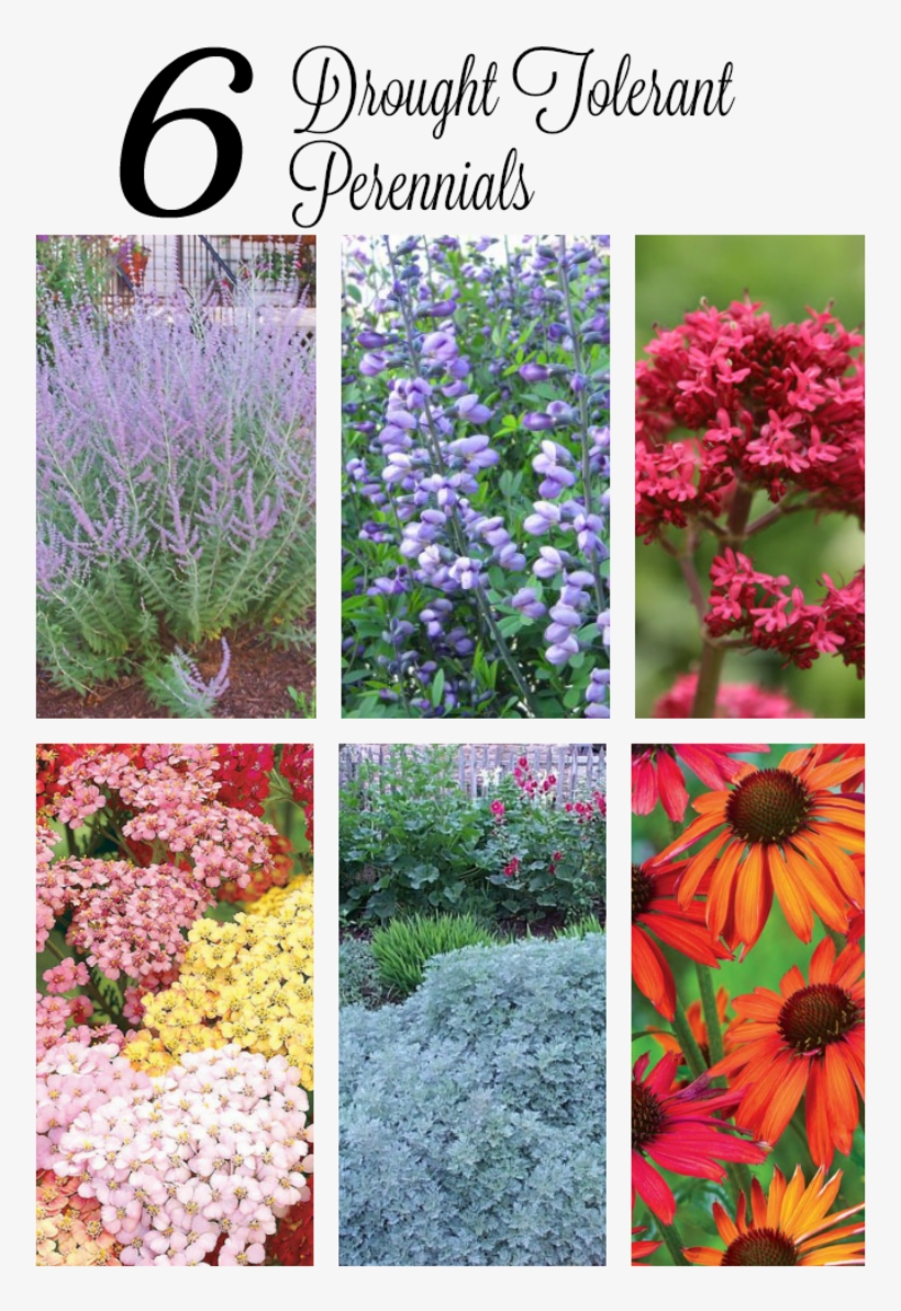 If You Have A Sunny, Dry Spot In Your Garden, These, transparent png #3732572