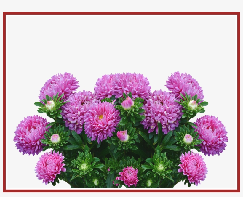 Astonishing Garden Autumn Purple For Aster Flower Png, transparent png #3732594