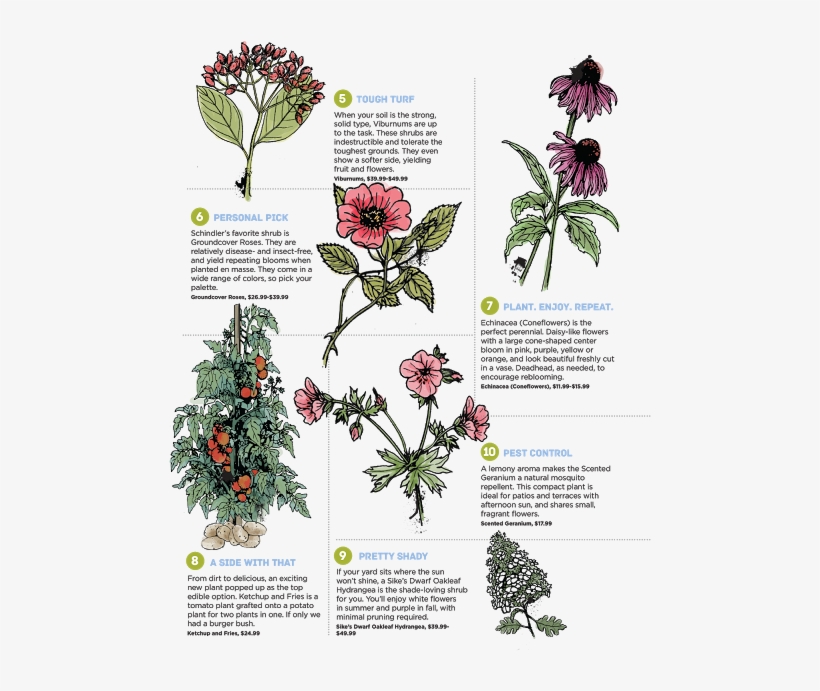 The Best Plants For Direct Sunlight, Yards That Gather - Folio Eleven From Burchard Of Sion's De Locis Ac Mirabilibus, transparent png #3732616