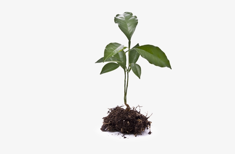 Agronomic Data - Stock Photography, transparent png #3733069