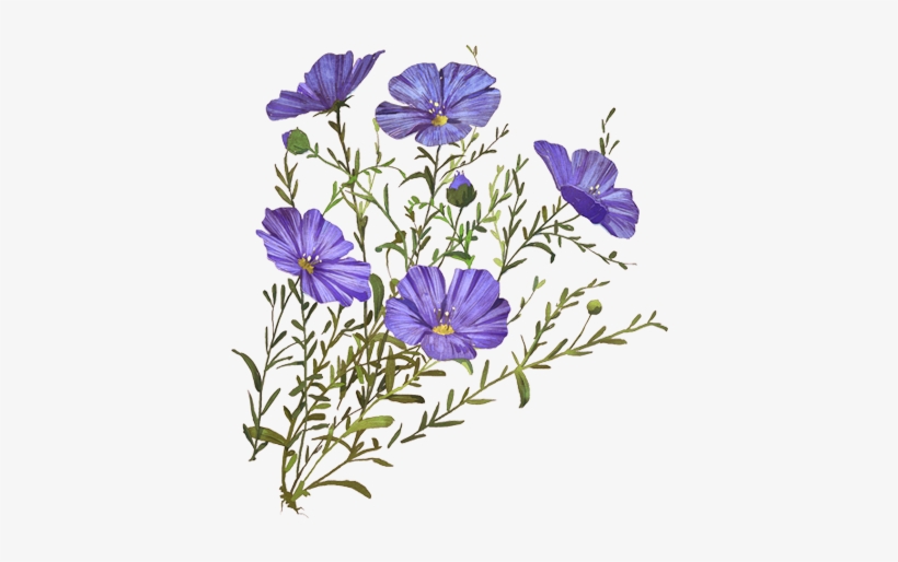 Balloon Flower, transparent png #3733098
