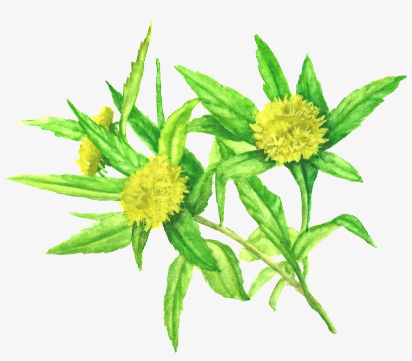 Rhodiola Rosea, transparent png #3733123