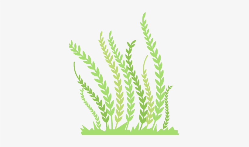 Perennial Ryegrass, transparent png #3733261