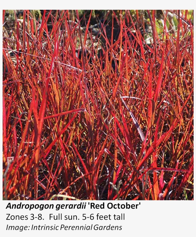 Andropogon Red October, transparent png #3733285