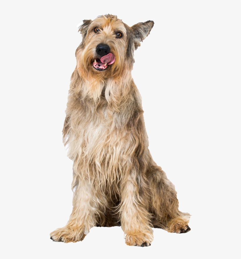 Berger Picard Pricing - Dog, transparent png #3733329