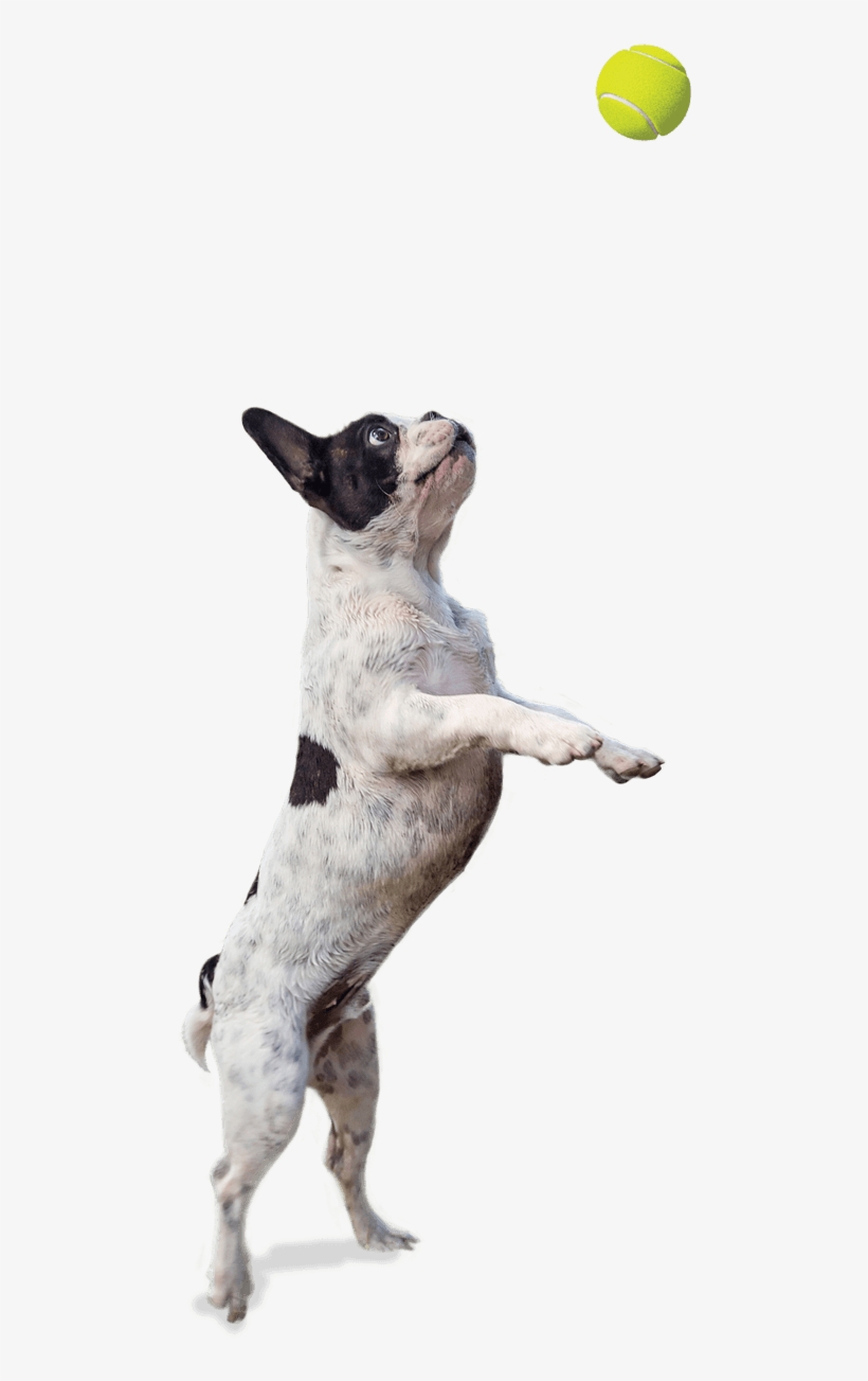Artevite Dog Jumping - Picsart Png New Dog, transparent png #3733403