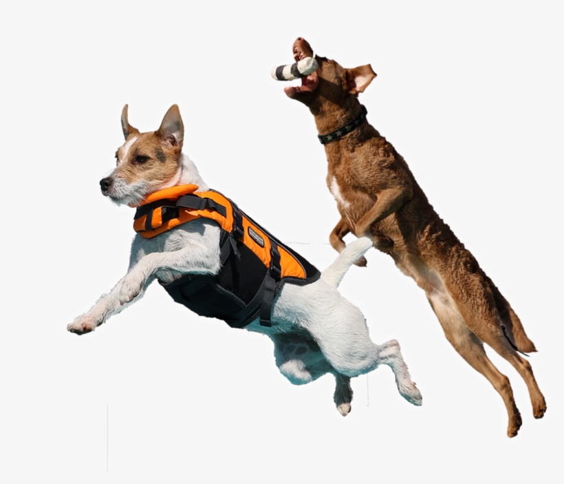 Faq - Dog Catches Something, transparent png #3733424