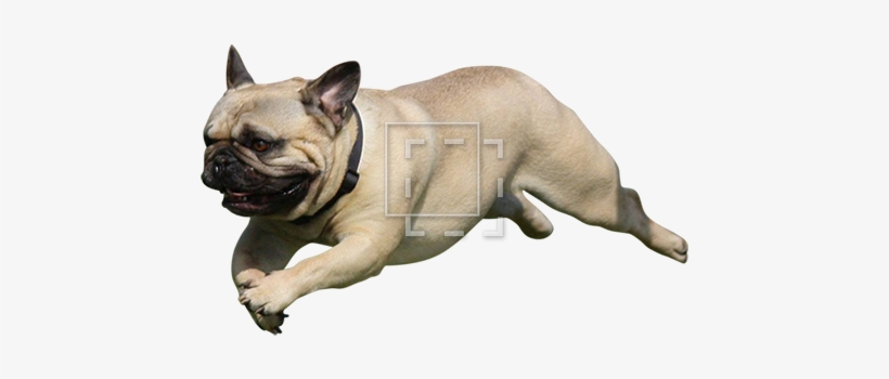 Cutout People - Pug Jumping, transparent png #3733500